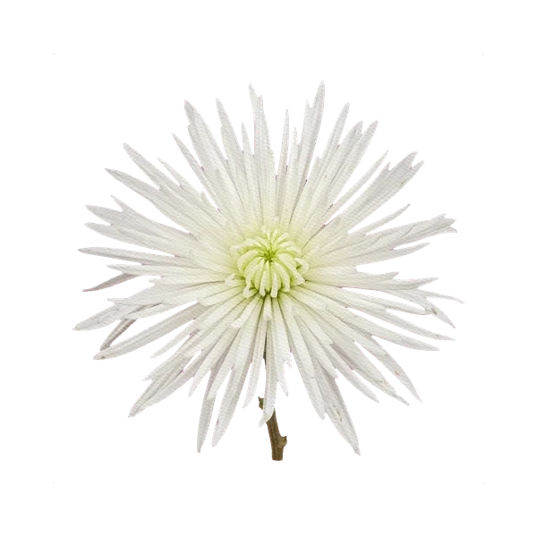 Chrysanthemum Fuji White