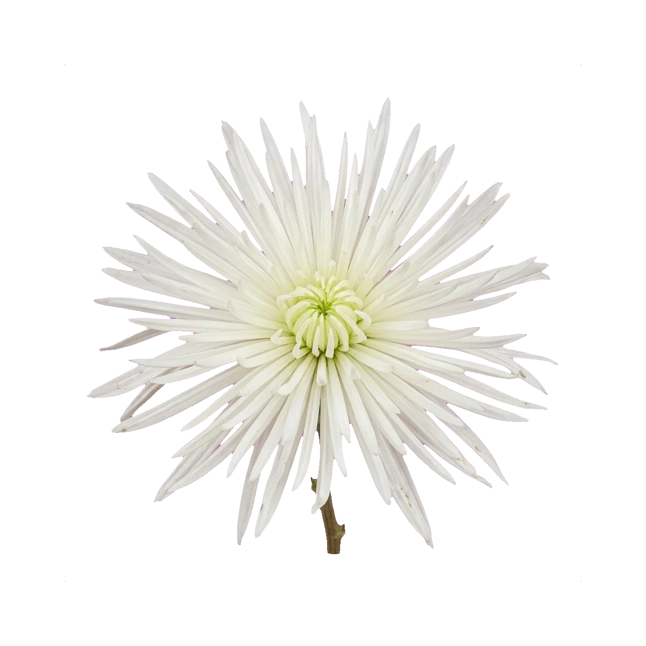 Chrysanthemum Fuji White