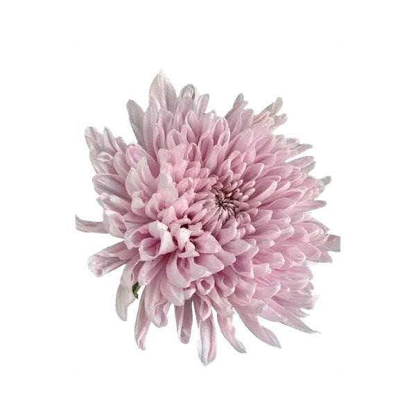 Chrysanthemum Honeymoon