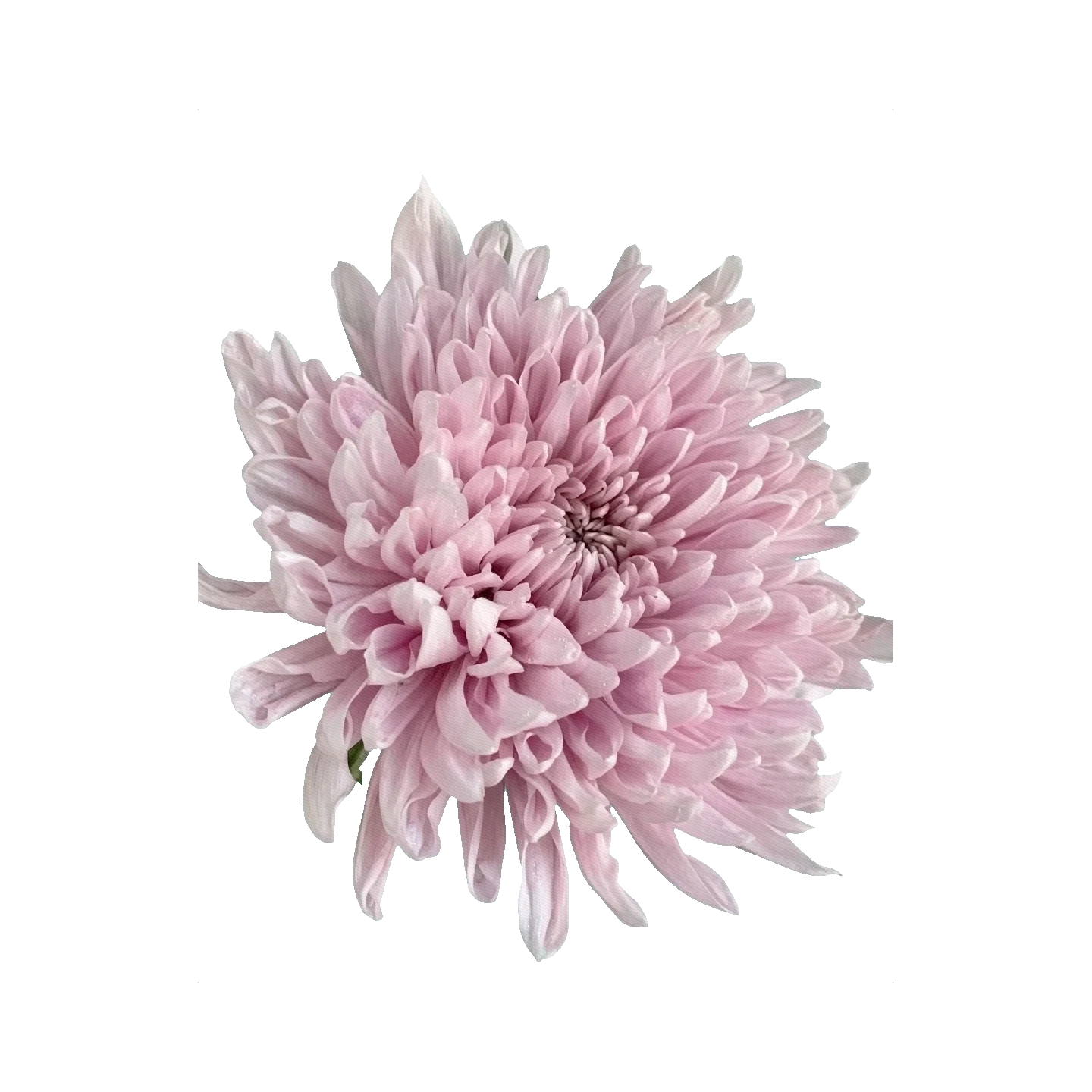 Chrysanthemum Honeymoon