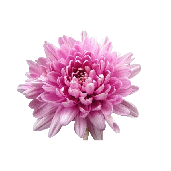 Chrysanthemum Magnum Pink