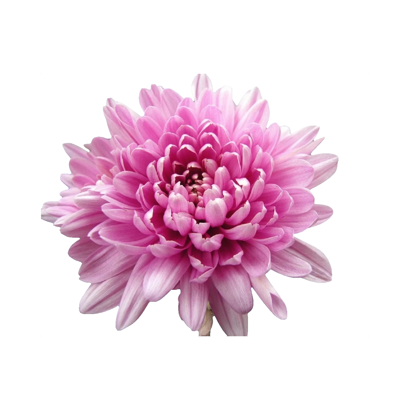 Chrysanthemum Magnum Pink