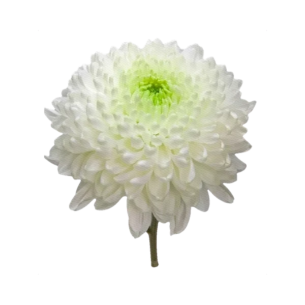 Chrysanthemum Magnum white