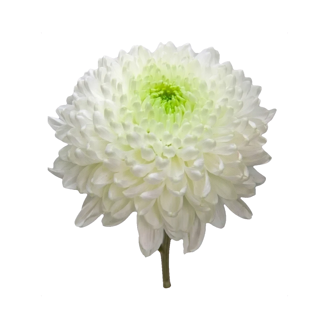 Chrysanthemum Magnum white