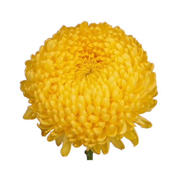 Chrysanthemum Magnum Yellow