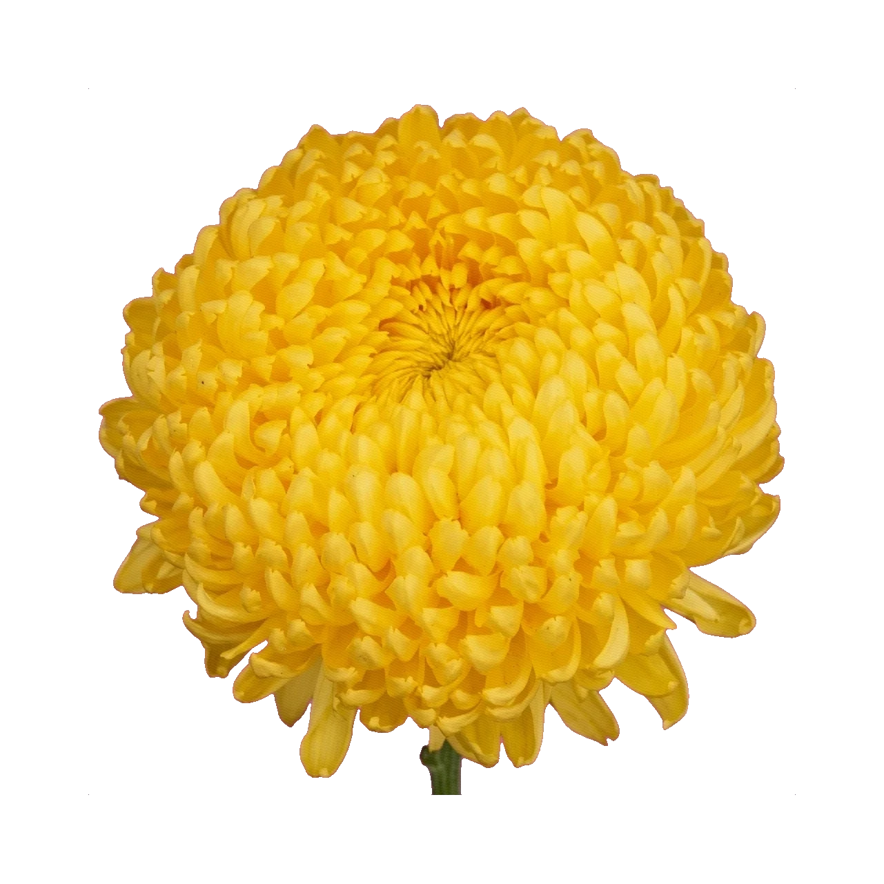 Chrysanthemum Magnum Yellow