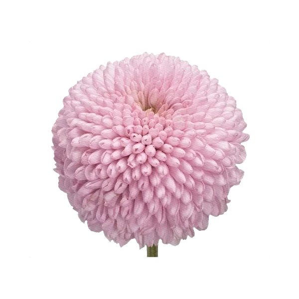Chrysanthemum Momoko
