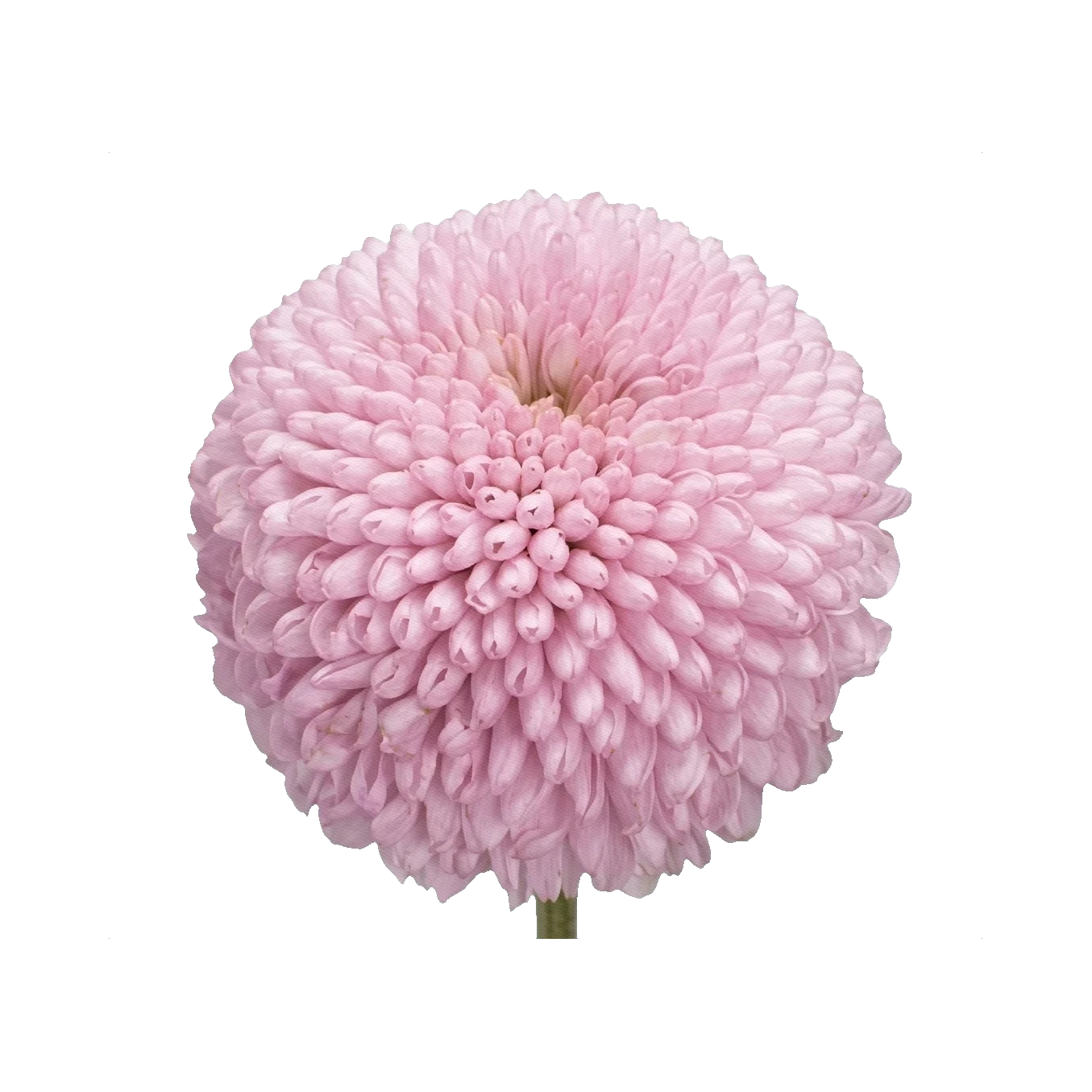 Chrysanthemum Momoko