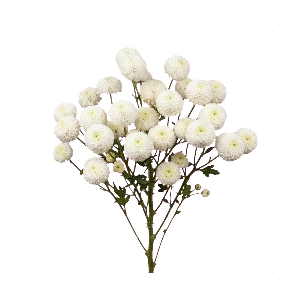 Chrysanthemum Newton