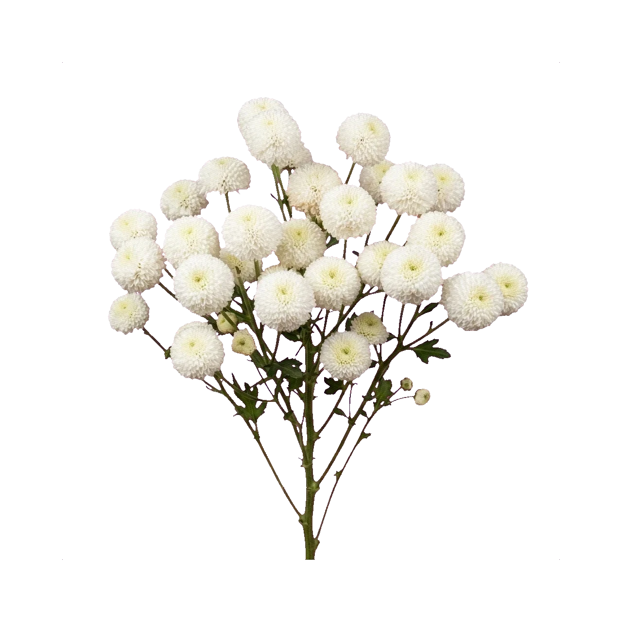 Chrysanthemum Newton