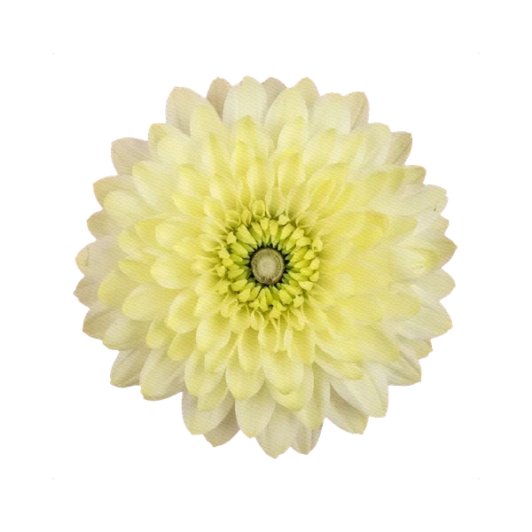 Chrysanthemum Pina Colada