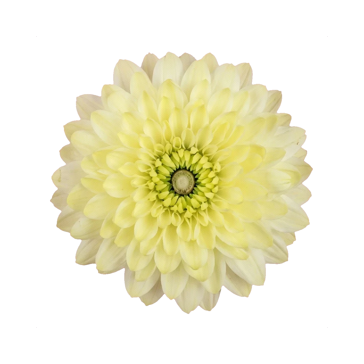 Chrysanthemum Pina Colada