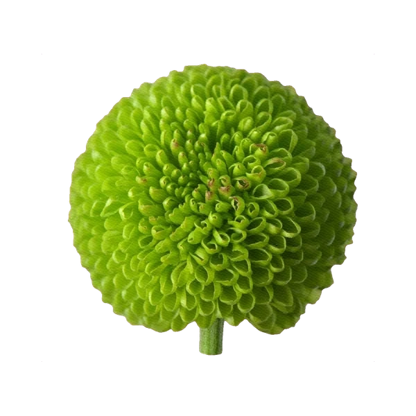 Chrysanthemum Ping Pong Green