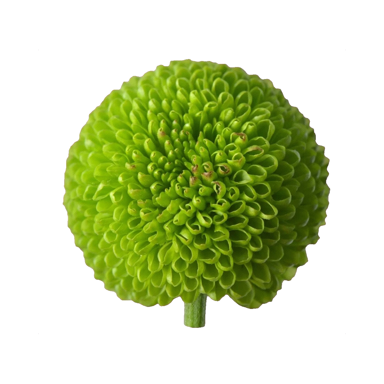 Chrysanthemum Ping Pong Green