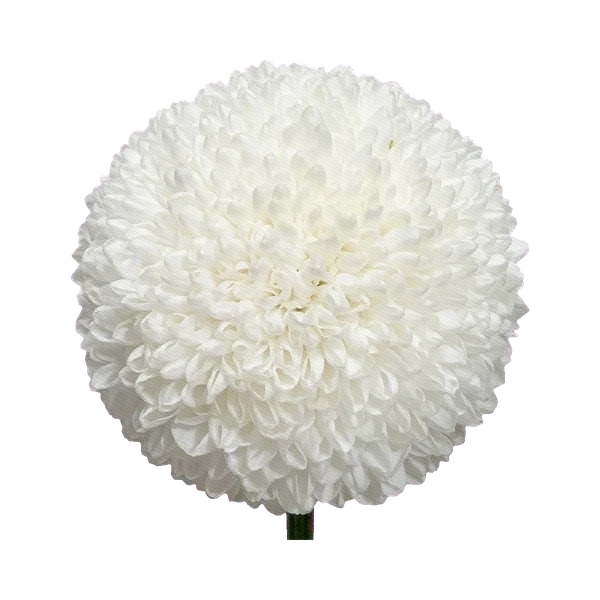 Chrysanthemum Ping Pong White