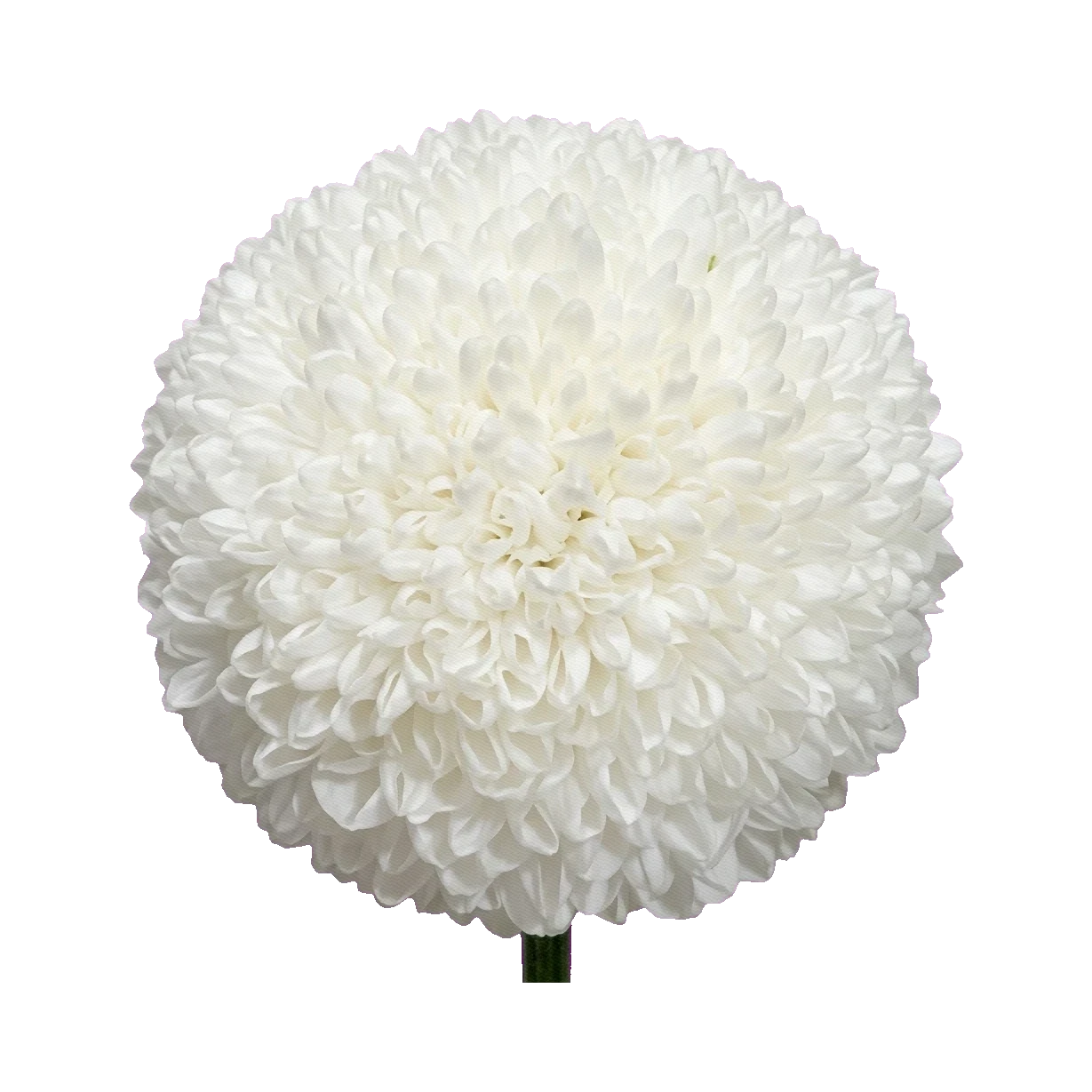Chrysanthemum Ping Pong White
