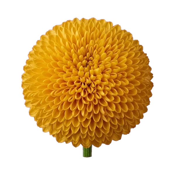 Chrysanthemum Ping Pong Yellow