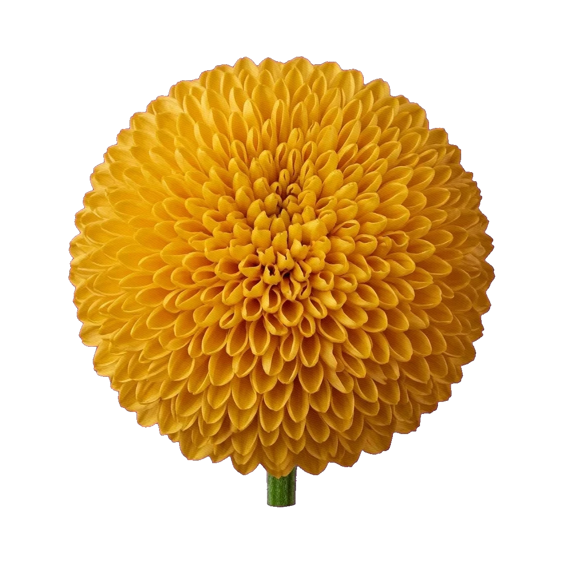 Chrysanthemum Ping Pong Yellow