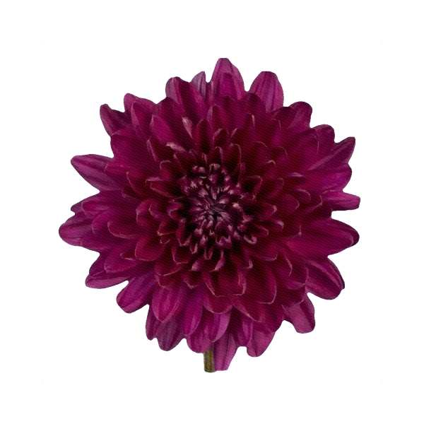 Chrysanthemum Rossano Purple