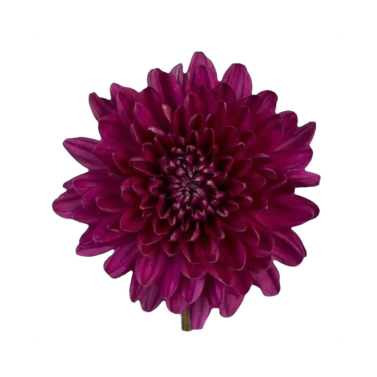 Chrysanthemum Rossano Purple