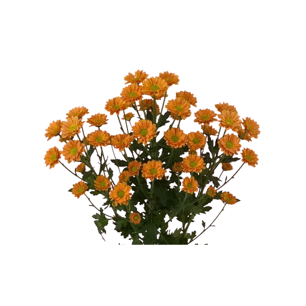 Chrysanthemum Santini Karibu