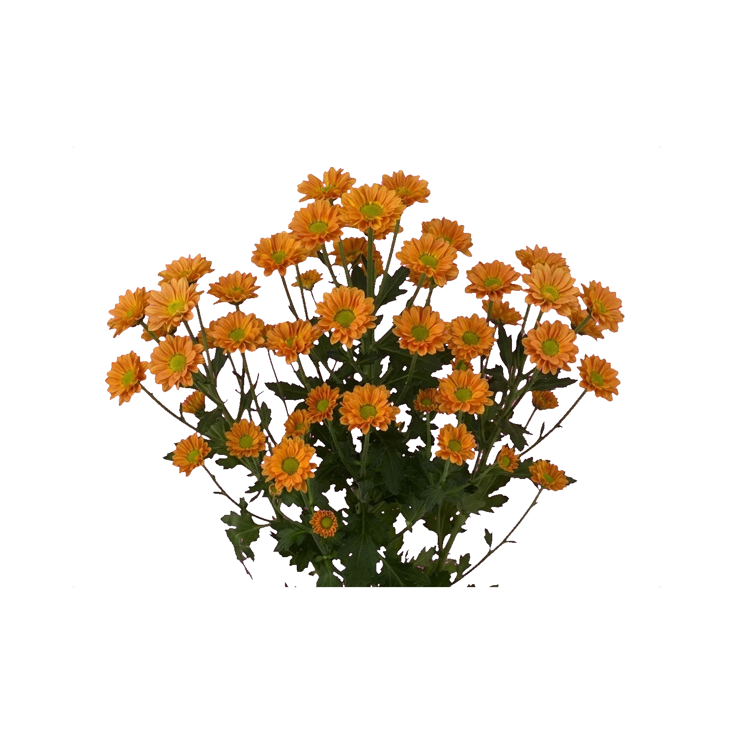 Chrysanthemum Santini Karibu