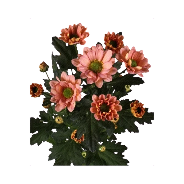 Chrysanthemum Santini Kennedy