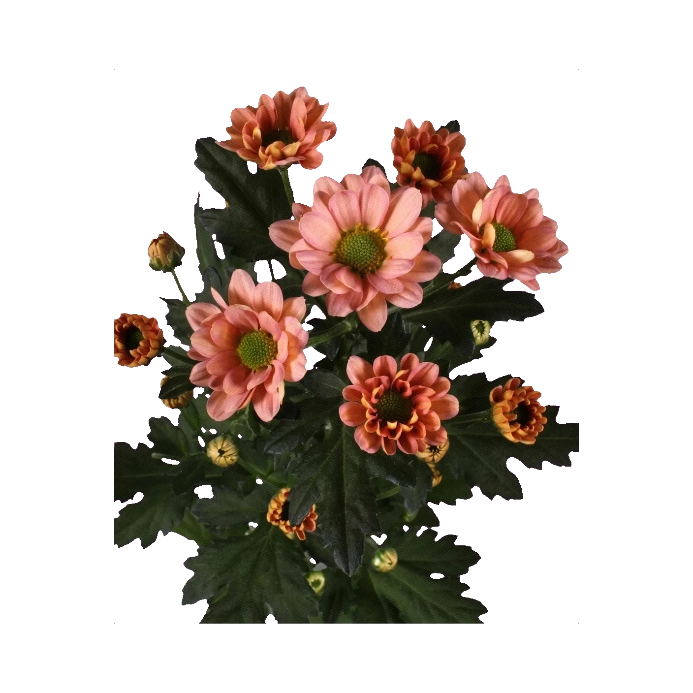 Chrysanthemum Santini Kennedy
