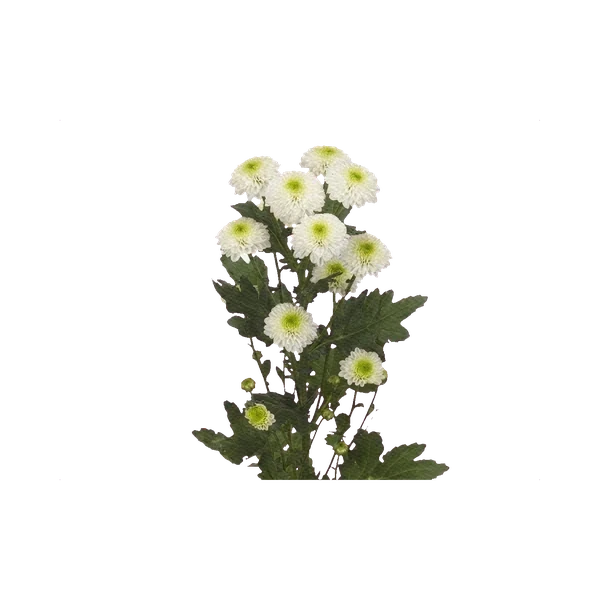Chrysanthemum Santini Maverick White