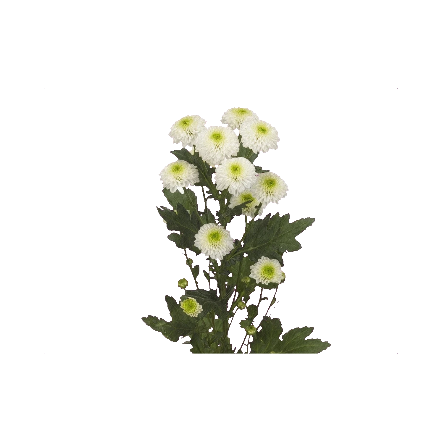 Chrysanthemum Santini Maverick White