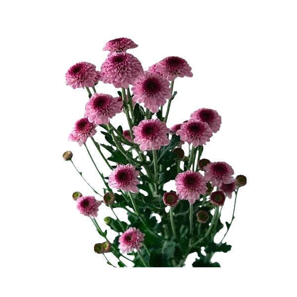 Chrysanthemum Santini Pinkyrock
