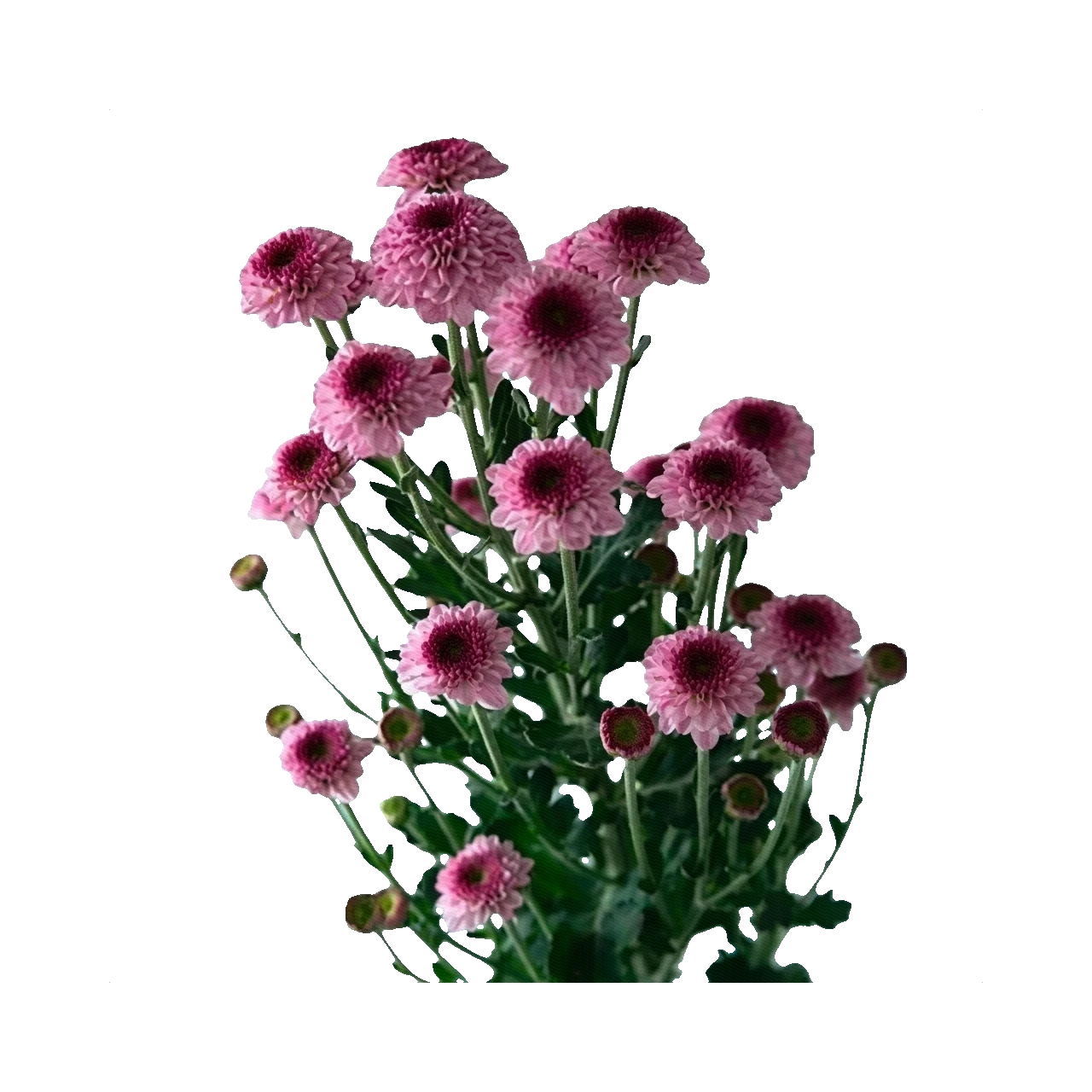 Chrysanthemum Santini Pinkyrock