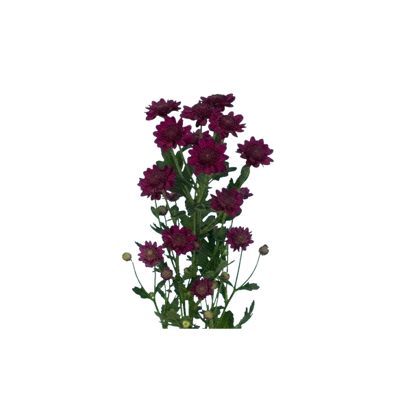 Chrysanthemum Santini Robini