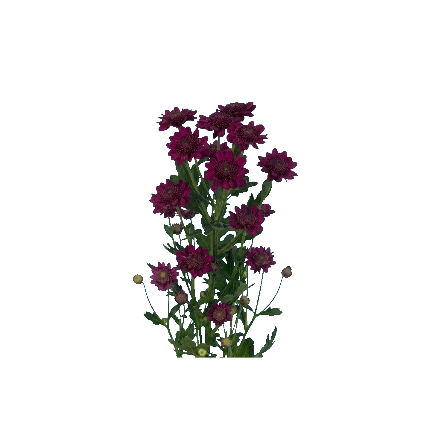 Chrysanthemum Santini Robini