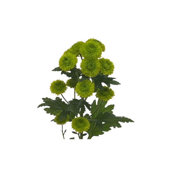 Chrysanthemum Santini Yoko Ono