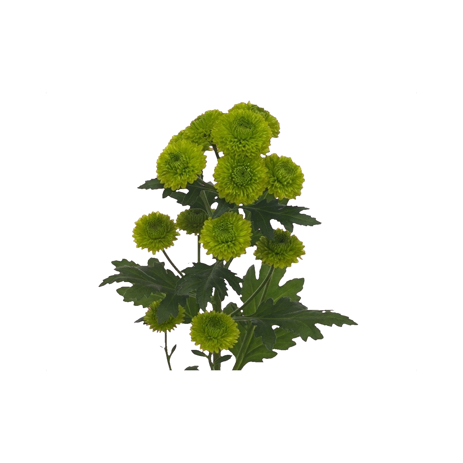 Chrysanthemum Santini Yoko Ono