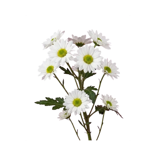 Spray chrysanthemum Coconut