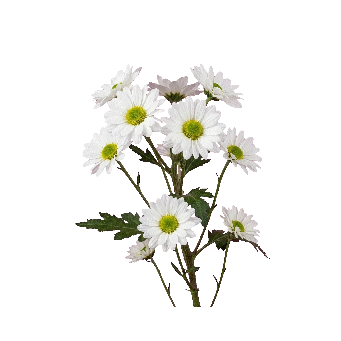Spray chrysanthemum Coconut