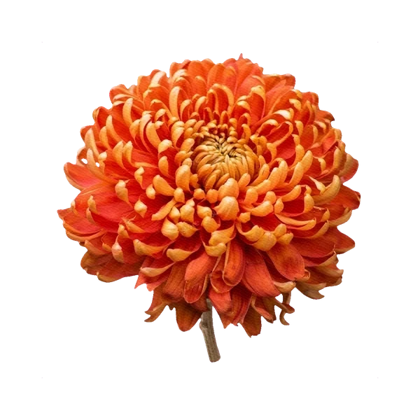 Chrysanthemum Stallion Orange