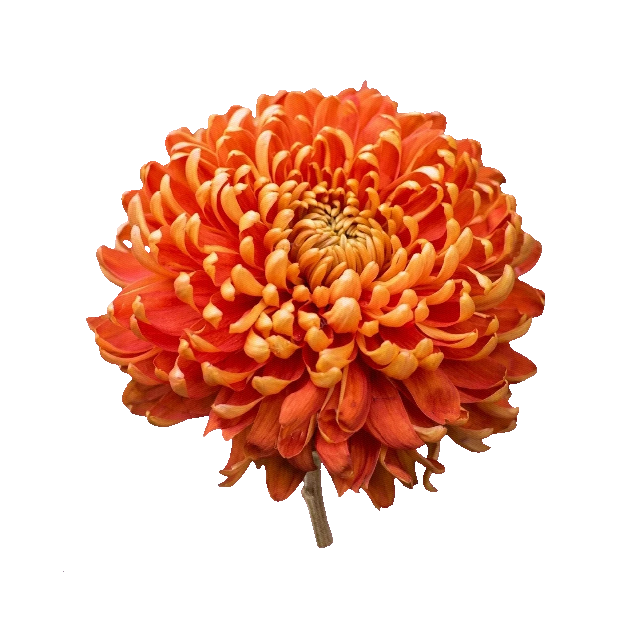 Chrysanthemum Stallion Orange