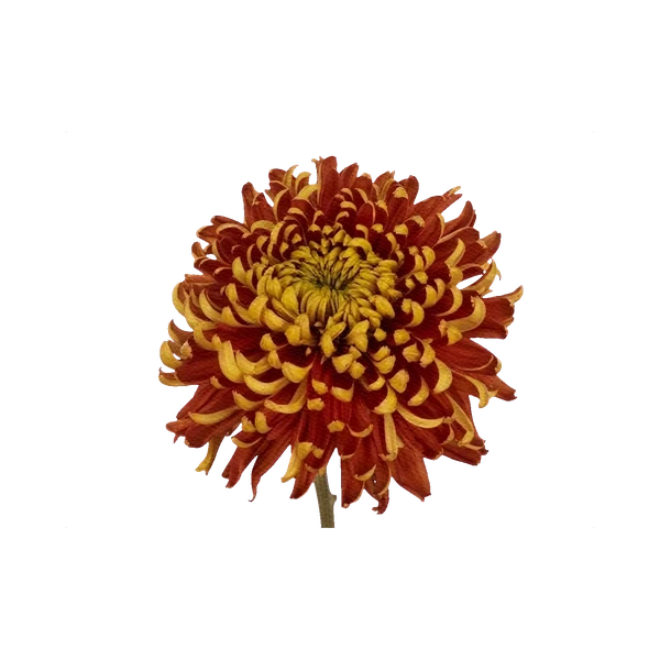 Chrysanthemum Tom Pearce
