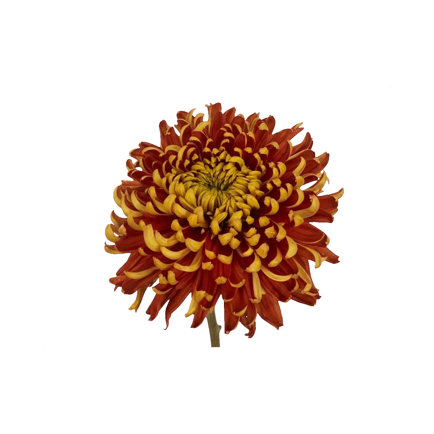 Chrysanthemum Tom Pearce