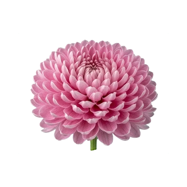 Chrysanthemum Vienna Pink