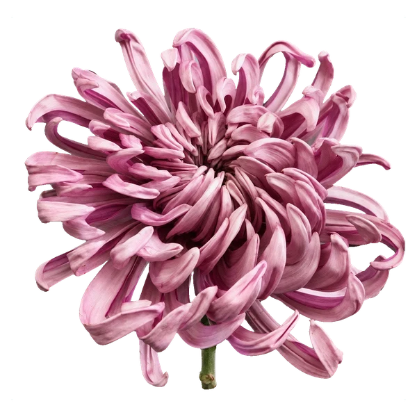 Chrysantheme Vienna Rosa — Rosa Chrysantheme