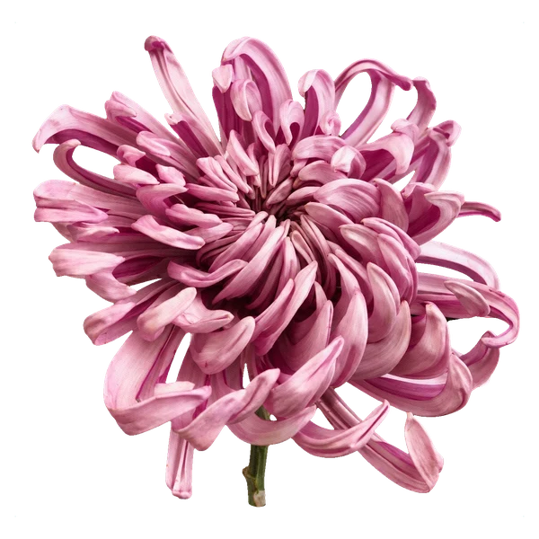 Хризантема Виена розовая — in_bouquet