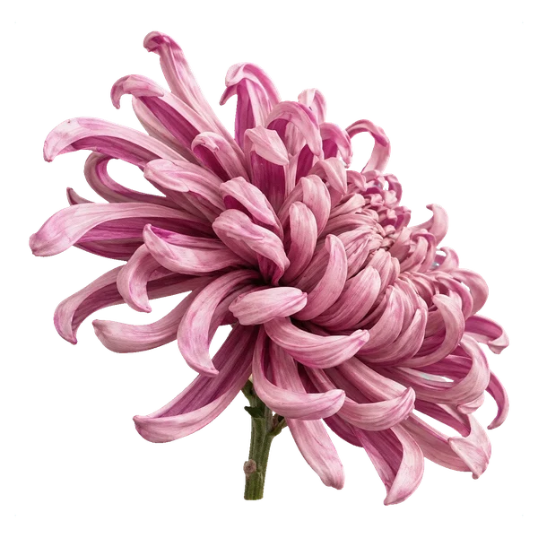 Хризантема Виена розовая — in_bouquet