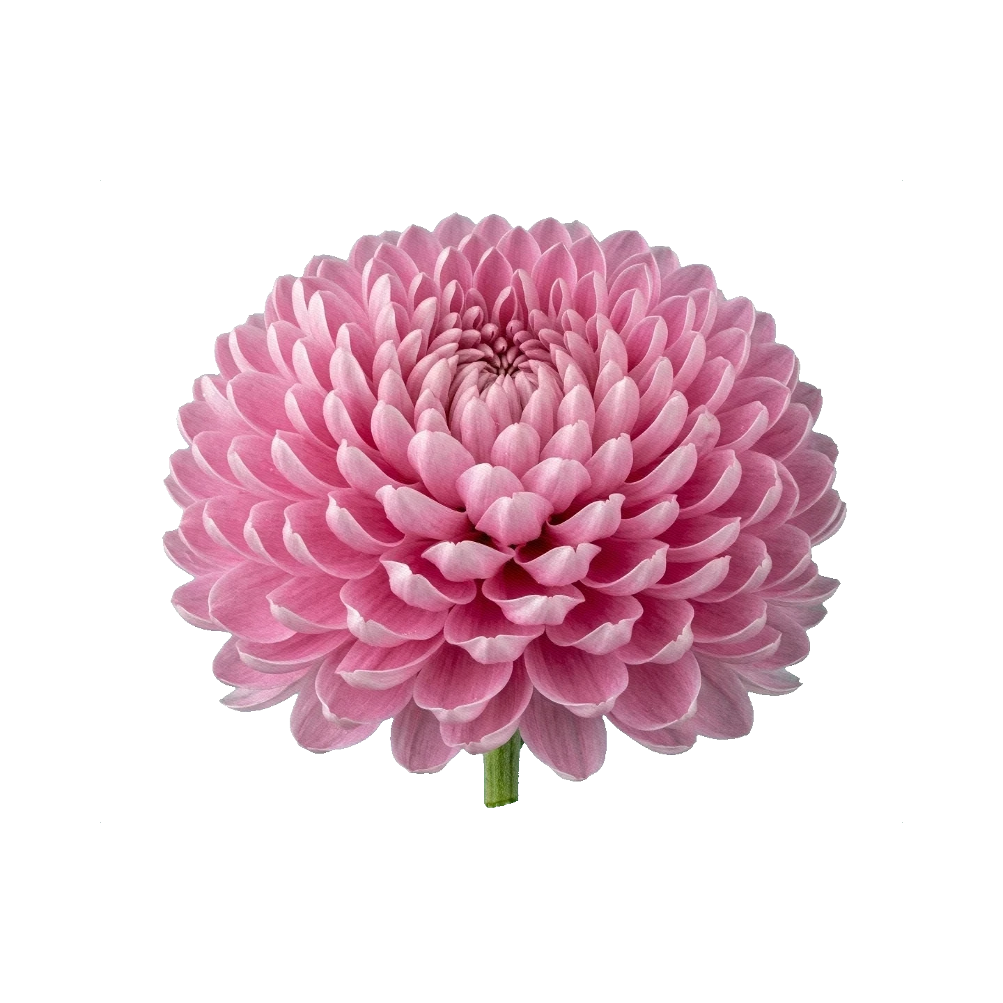 Chrysanthemum Vienna Pink