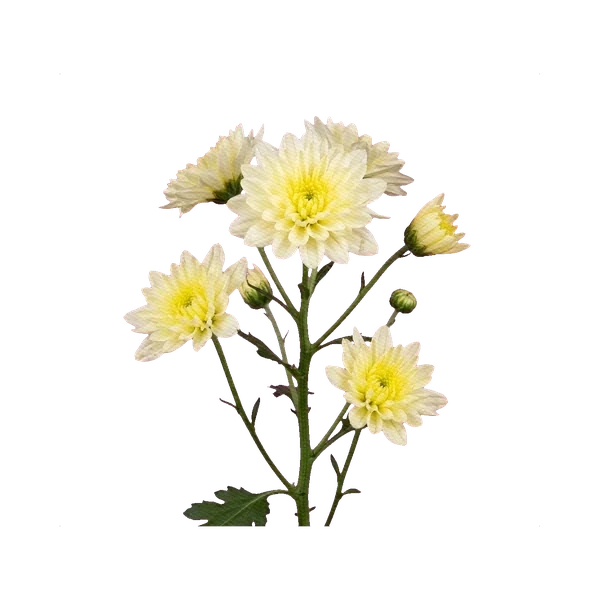 Chrysanthemum Zembla Cream