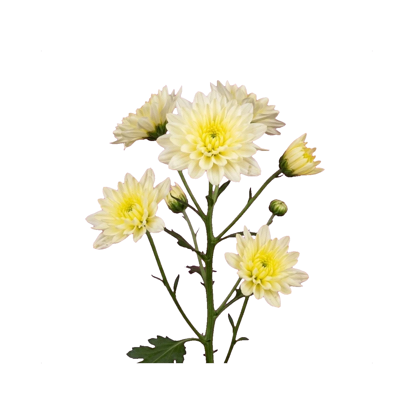 Chrysanthemum Zembla Cream