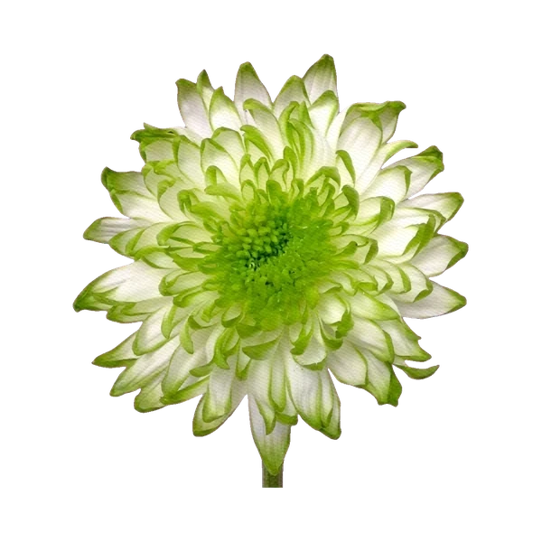 Chrysanthemum Zembla Lime